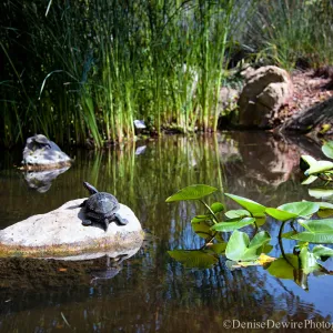 pond turtle, Meadow Pond