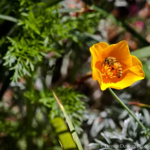 honey bee in poppy flower