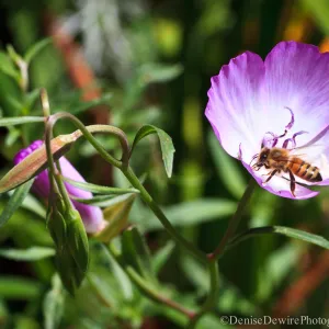 Honey bee in Clarkia flower