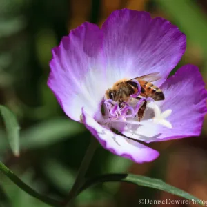 Honey bee in Clarkia flower