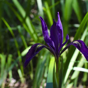 dark purple Iris flower, SBBG Photo Contest 2012