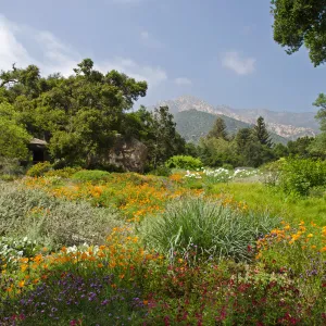 SBBG Meadow in bloom, view to mountains, SBBG Photo Contest 2012