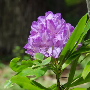 Rhododendron inflorescence, SBBG Photo Contest 2012