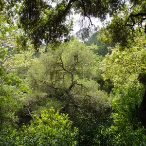 Canyon Section, riparian woodland, SBBG Photo Contest 2012