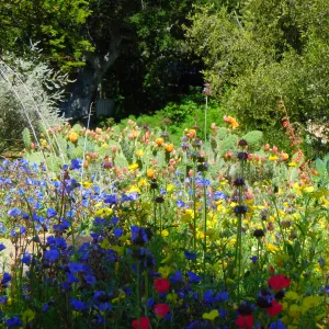 Wildflower medley, SBBG, SBBG Photo Contest 2012