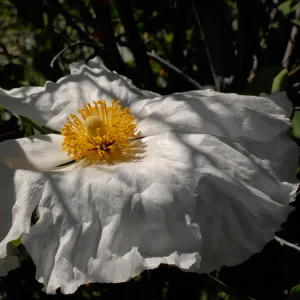 Matilija Poppy flower, SBBG Photo Contest 2012