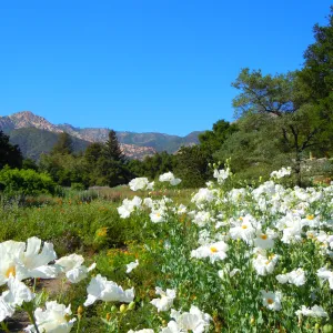 Matilija Meadow, second place winner, Garden Postcard category, SBBG Photo Contest 2012