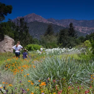 SBBG Meadow, view to mountains, wildflower display, SBBG Photo Contest 2012