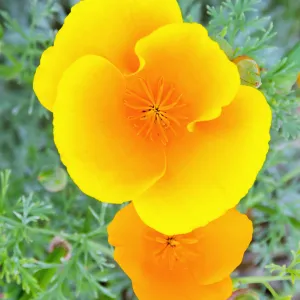 California Poppy flowers, SBBG Photo Contest 2012 