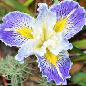 native Iris flower, SBBG Photo Contest 2012