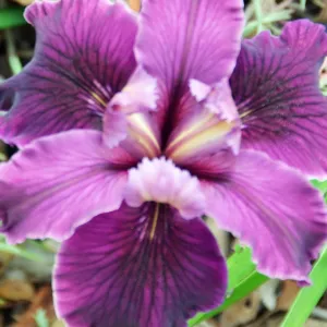 native Iris flower, SBBG Photo Contest 2012 cv Canyon Velvet