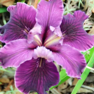 native Iris flower, SBBG Photo Contest 2012 cv. Canyon Velvet