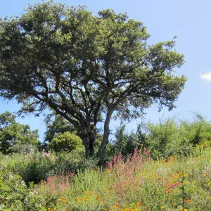 Oak on the Porter Trail, SBBG Photo Contest 2012