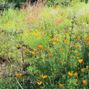 wildflower display, Porter Trail, SBBG Photo Contest 2012
