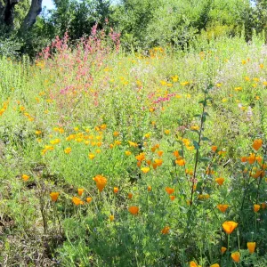 wildflower display, Porter Trail, SBBG Photo Contest 2012
