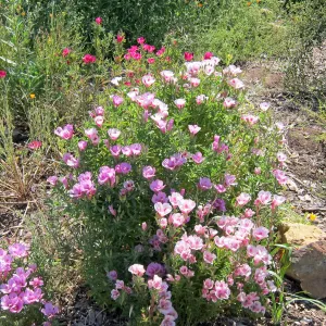 wildflower display, Porter Trail, SBBG Photo Contest 2012