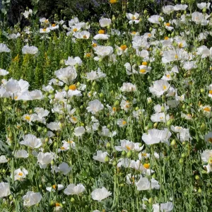 Matilija poppies in bloom, Porter Trail, SBBG Photo Contest 2012