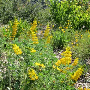 Porter Trail in bloom, SBBG Photo Contest 2012