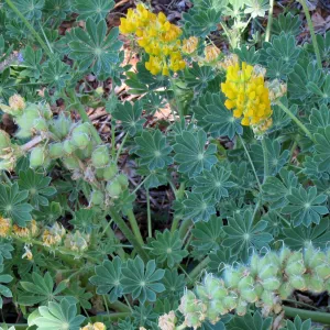 Porter Trail in bloom, SBBG Photo Contest 2012
