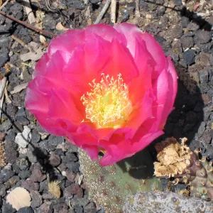 cactus flower, SBBG Photo Contest 2012