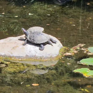 Pond turtle, Meadow Pond, SBBG Photo Contest 2012