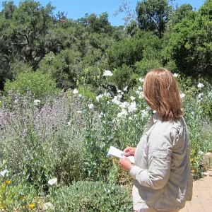 Visitor admires the Matilija poppies in the Meadow, SBBG Photo Contest 2012