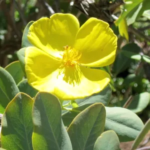 Dendromecon flower, SBBG Photo Contest 2012