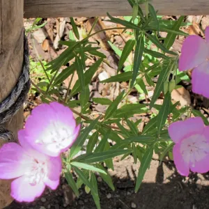 Tea House fence with wildflowers, SBBG Photo Contest 2012