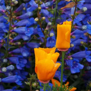 Penstemon and poppies, First place winner, Celebrate Wildflowers category, SBBG Photo Contest 2012