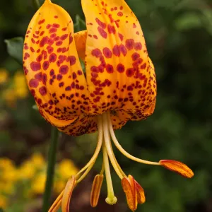 Humboldt lily, Lilium flower, SBBG Photo Contest 2012
