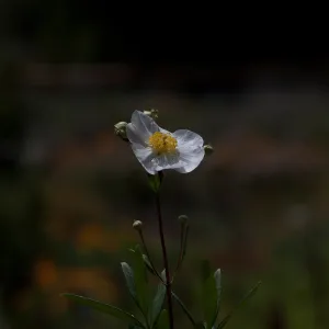 Matilija poppy, SBBG Photo Contest 2012