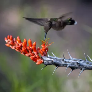 Hummingbird and Fouquieria, first place winner, Wildlife in the Garden, SBBG Photo Contest 2012