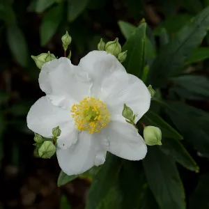 Carpenteria californica flower and buds, SBBG Photo Contest 2012