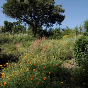 Porter Trail slope in bloom, SBBG Photo Contest 2012