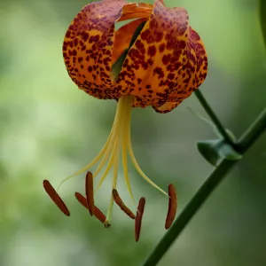 Humboldt lily, SBBG Photo Contest 2012