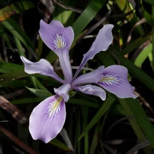 native iris flower, SBBG Photo Contest 2012