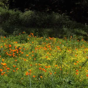field of wildflowers in the Meadow, poppies and meadowfoam, SBBG Photo Contest