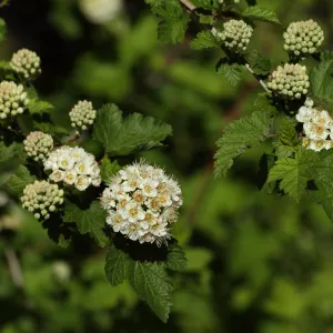 Pacific ninebark, Physocarpus capitatus, SBBG Photo Contest