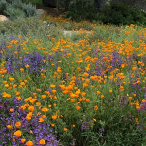 field of wildflowers, penstemon and poppies, SBBG Photo Contest