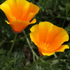 california poppy flowers, SBBG Photo Contest 2012