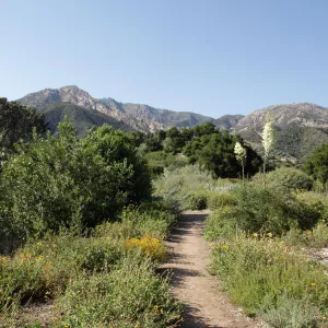 Yucca in bloom on the Porter Trail, mountain view, SBBG Photo Contest 2012