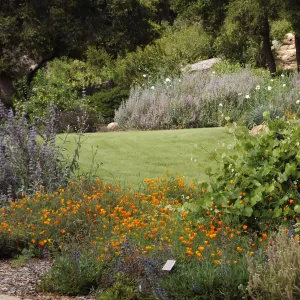 Meadow border in bloom, lawn, SBBG Photo Contest 2012