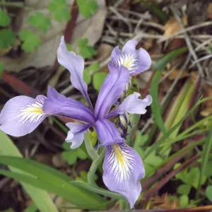 native Iris, SBBG Photo Contest 2012