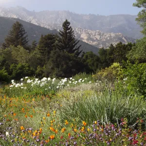 SBBG Meadow in bloom, field of flowers, wildflower display, SBBG Photo Contest 2012