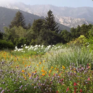 SBBG Meadow in bloom, field of flowers, wildflower display, SBBG Photo Contest 2012