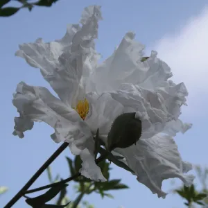 Matilija poppy , SBBG Photo Contest 2012