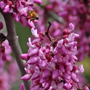 honey bee, Cercis in bloom, SBBG Photo Contest 2012
