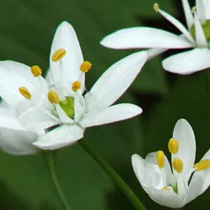 Zigadenus flowers, SBBG Photo Contest 2012