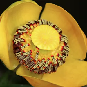 Nuphar flower, SBBG Photo Contest 2012