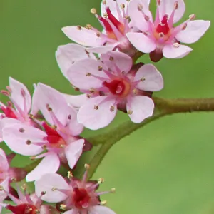 Indian rhubarb, Darmera peltata, SBBG Photo Contest 2012